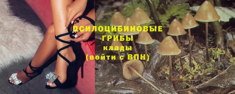 Псилоцибиновые грибы MAGIC MUSHROOMS  Жуков 